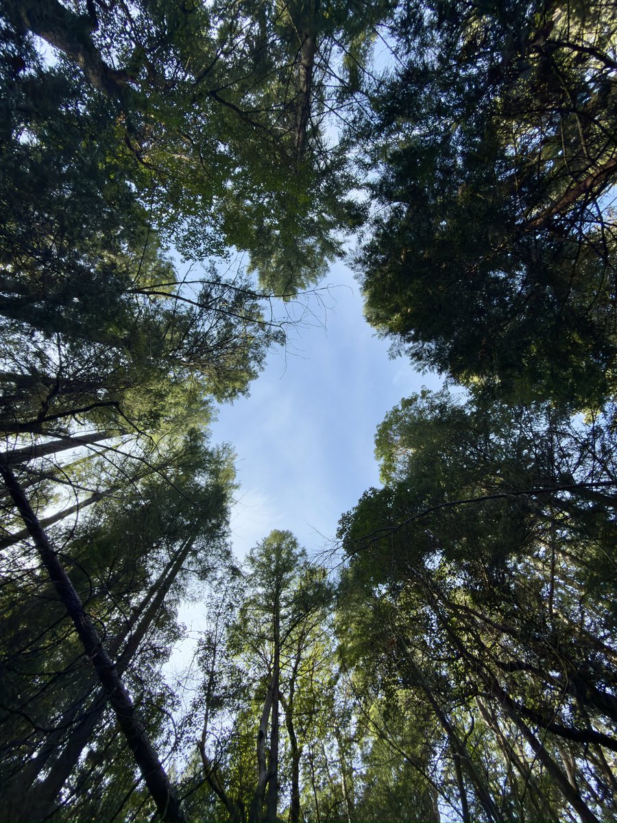 DonEDavie's tweet photo. Some pics of East Weaver in Weaverville, CA.
#Weaverville. #Photos #Nature #NatureBeautiful ##ihatehashtags https://t.co/gEEdBC68AW