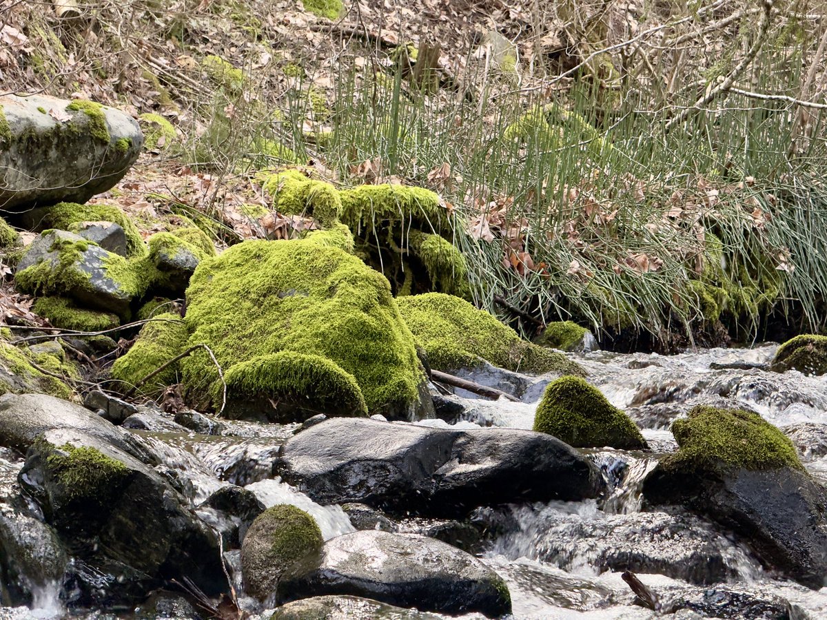 DonEDavie's tweet photo. Some pics of East Weaver in Weaverville, CA.
#Weaverville. #Photos #Nature #NatureBeautiful ##ihatehashtags https://t.co/gEEdBC68AW