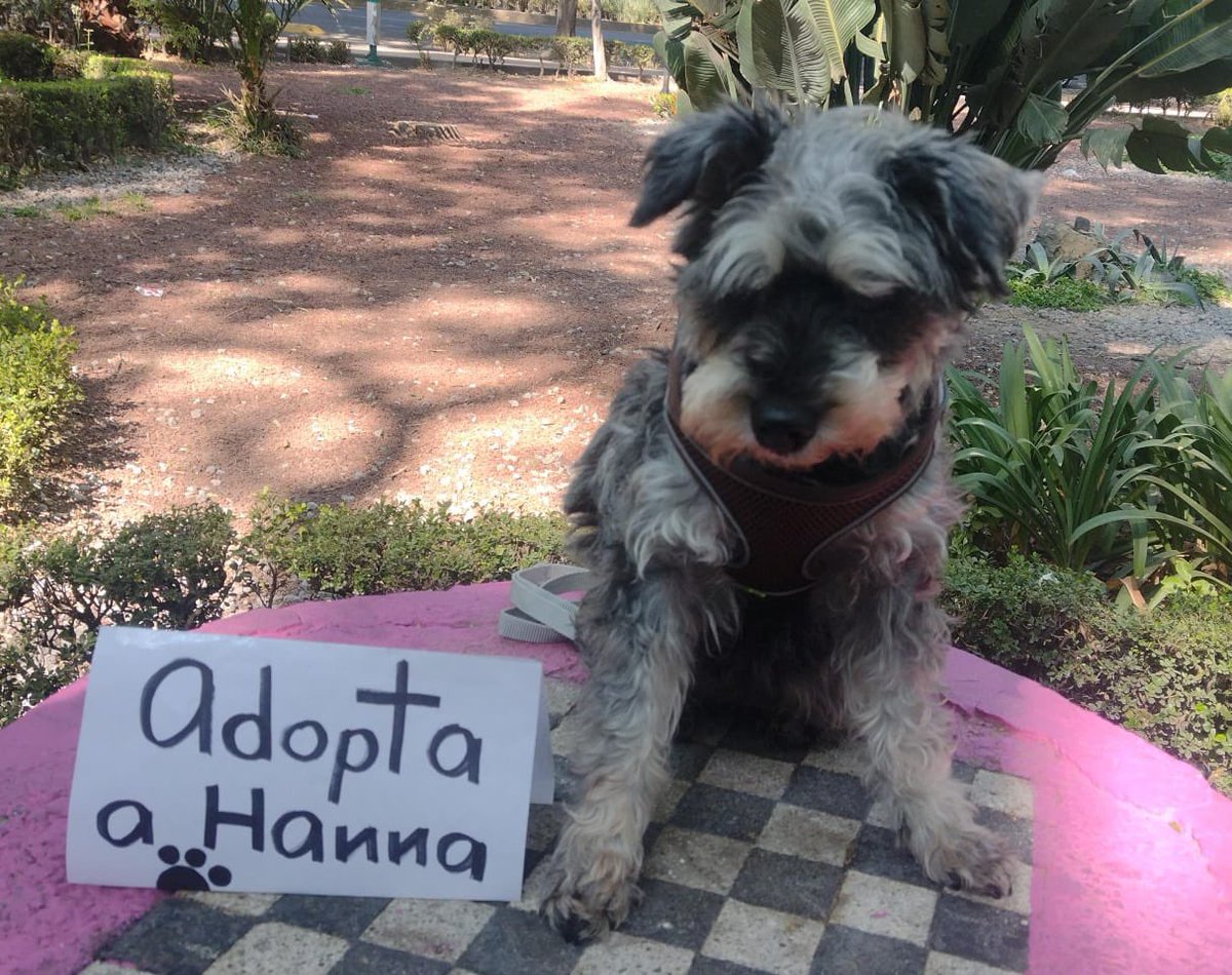 Ya están varios de los rescatados en la ubicación de la feria de adopción ,pero aún no llega nadie a verlos.🥲

Ojalá se puedan dar una vuelta y conocerlos.
<a href="/Toposo/">Karlita González.</a> <a href="/arireyes192/">Alex8</a>