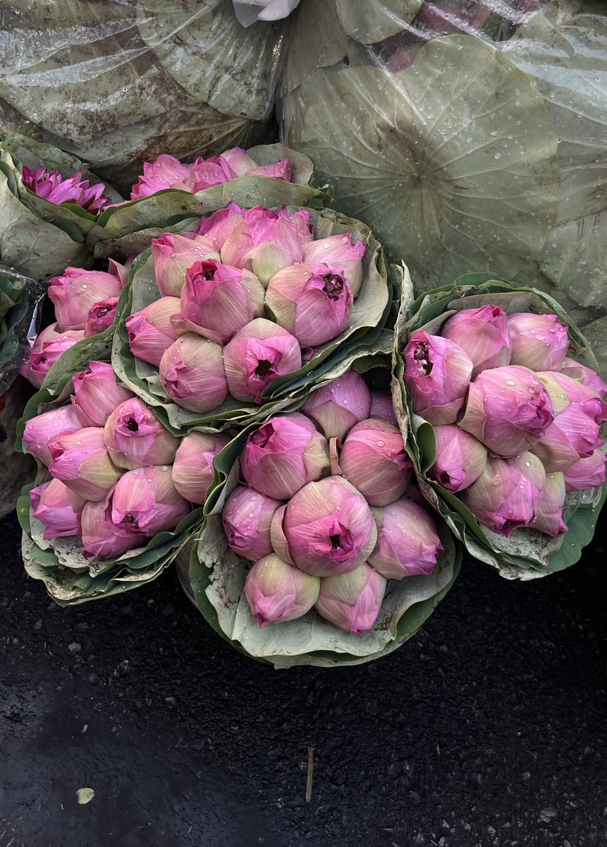 : ¨·.·¨ :
‌ ` ·. 🪷 : ¨·.·¨ :
              ` ·. 🪷