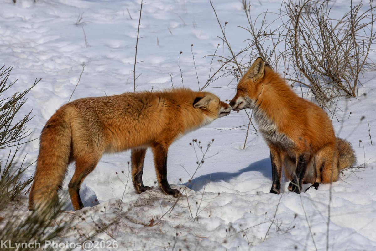 *boop*