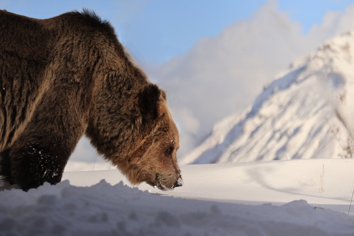 Bear Of The Day! tweet media