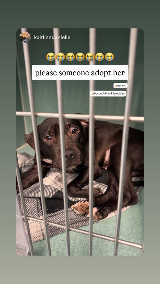 NMBewitched's tweet image. #SundayCelebrations
#AdoptionisaPassion

When you go to post &amp;amp; find out Elektra was #Adopted💝

I hope this is the best home for this sweetheart.

Village, tysvm🙌