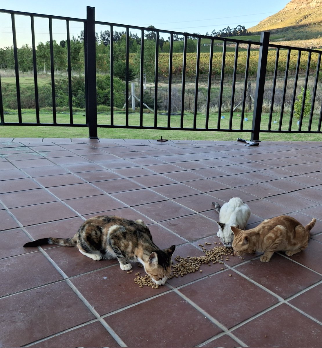 Jacques de Goede tweet media