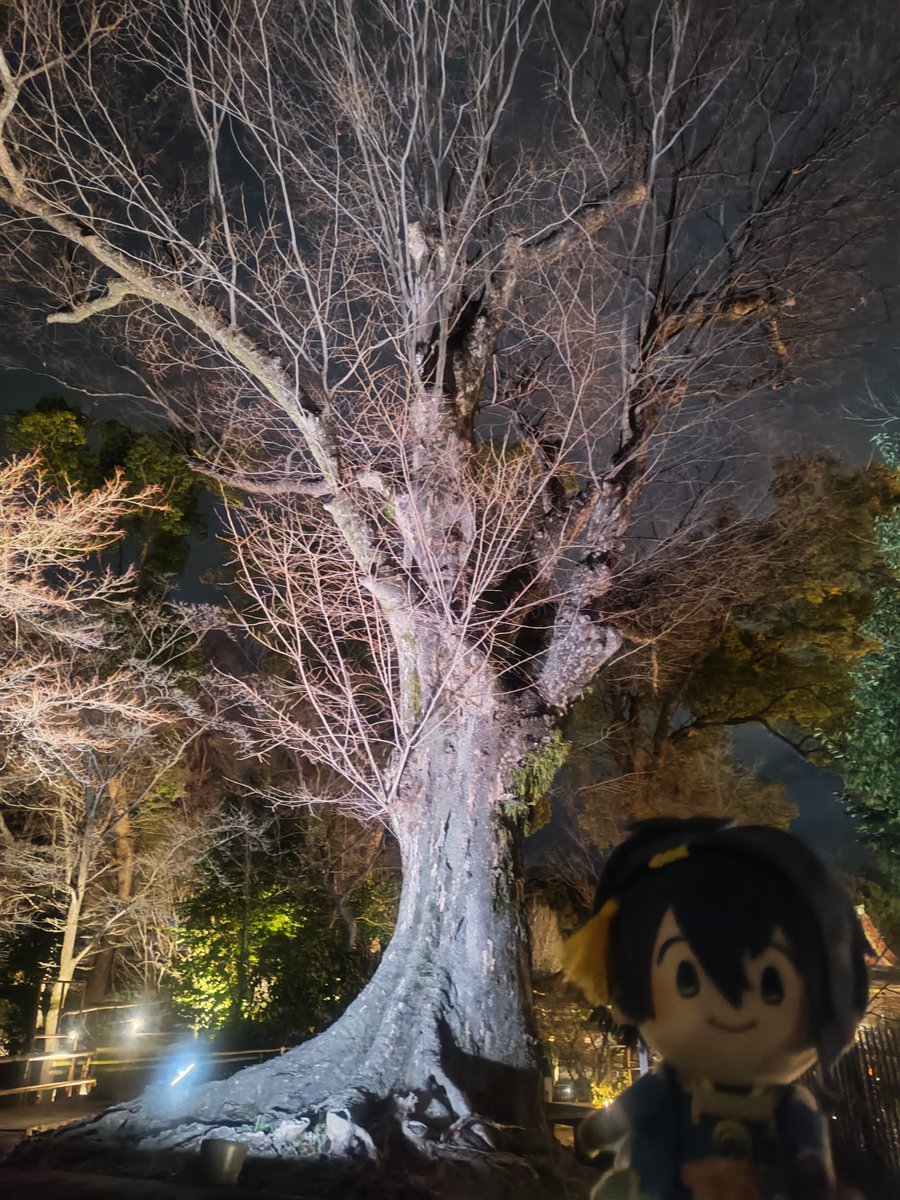 愛花 tweet media