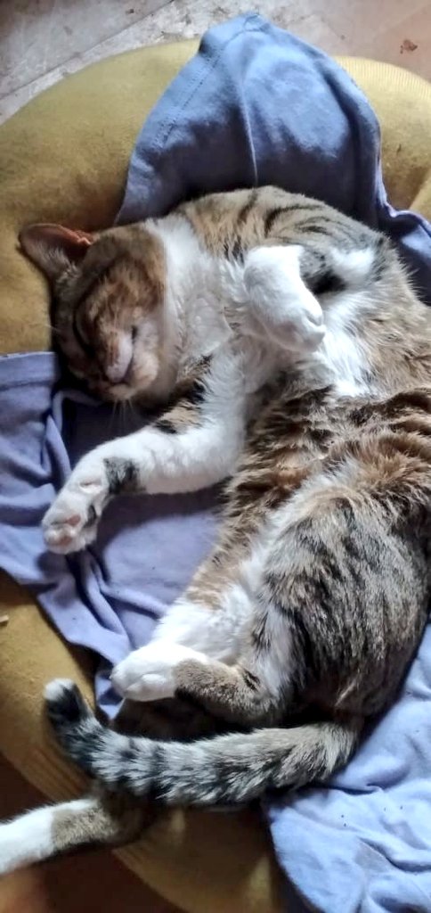 Buen día de flojeración total tengan toros. Coman rico y disfruten del día. 
Por estos laros tenemos lluvia así que está ireal para quedarse en casita haciendo nara. 
#FelizDomingo #Ari