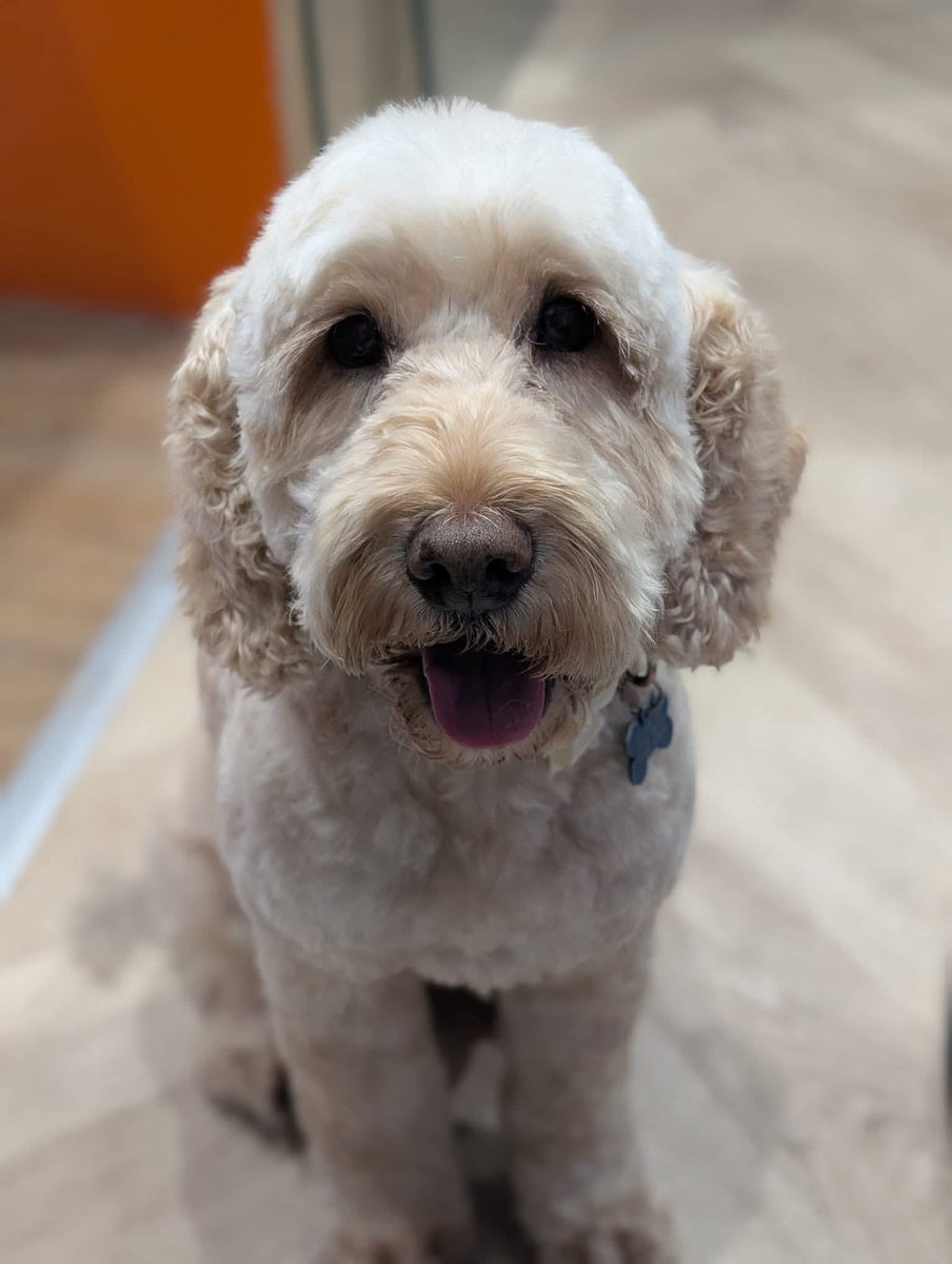 Missing Pets GB tweet media