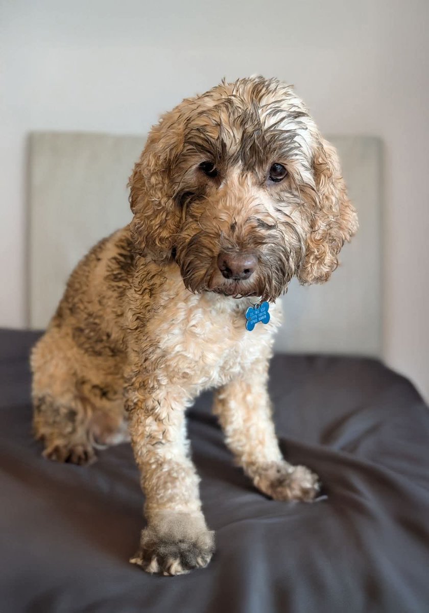 Missing Pets GB tweet media