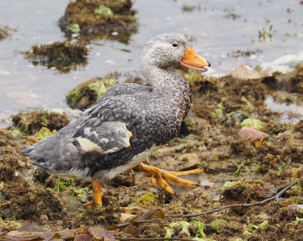 Andrew Whitehouse tweet media