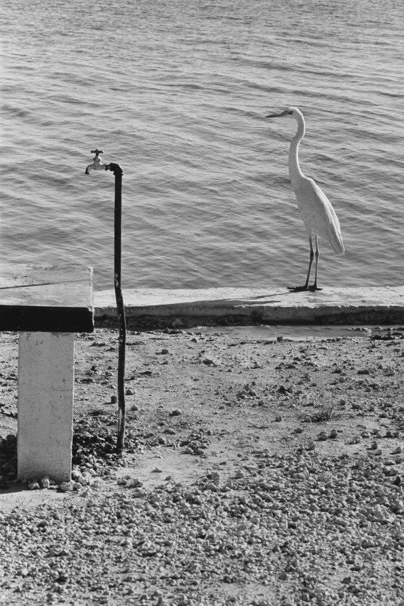Fanrizio21's tweet photo. Elliott Erwitt https://t.co/hmfOmMzxOQ