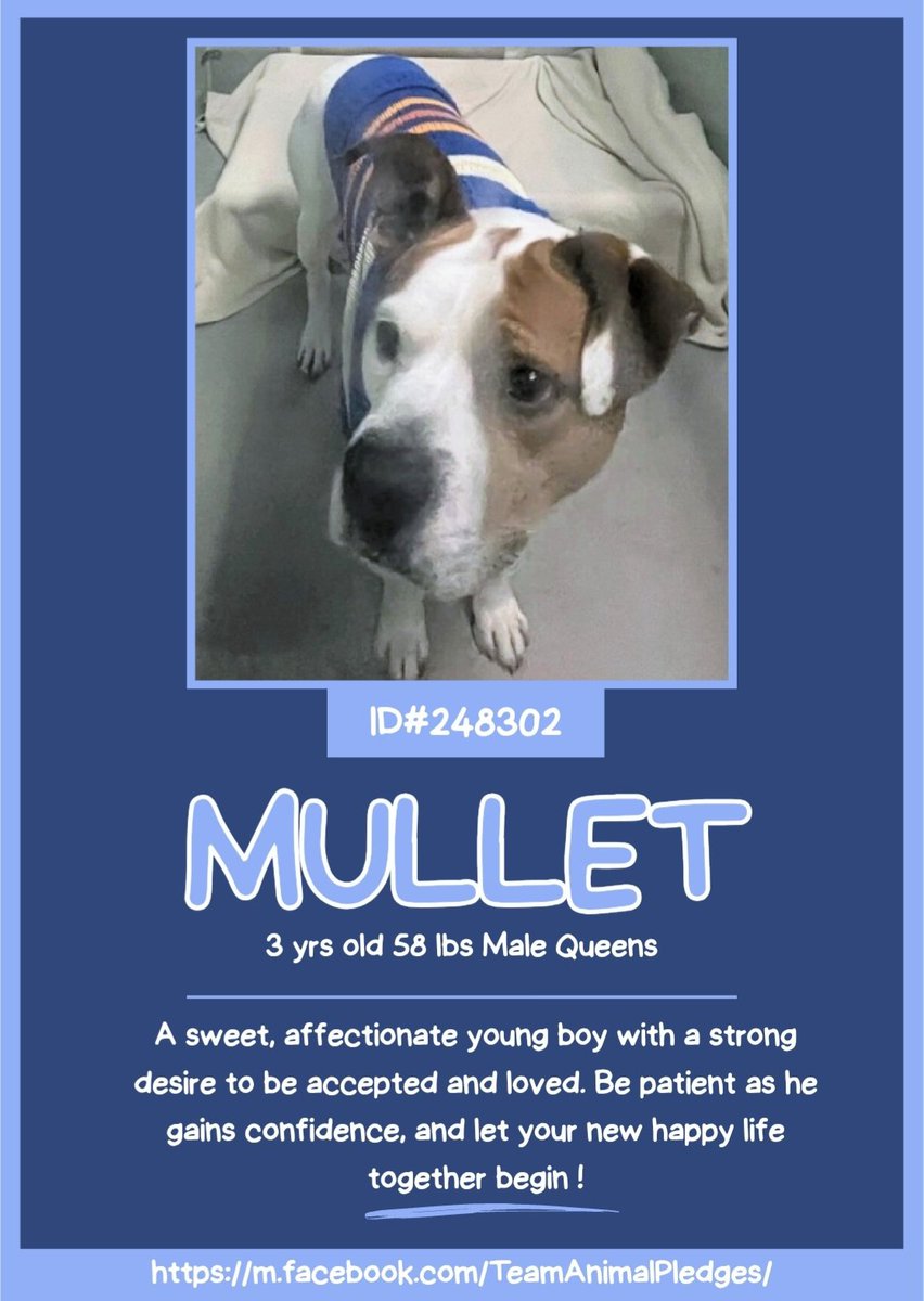 NMBewitched's tweet image. #SundayCelebrations
#FostersSaveLives 

Mullet was #Rescued🎉
Thank you #Foster &amp;amp; #Rescue
@TAPNYACC will post details

Village, tysvm🙌