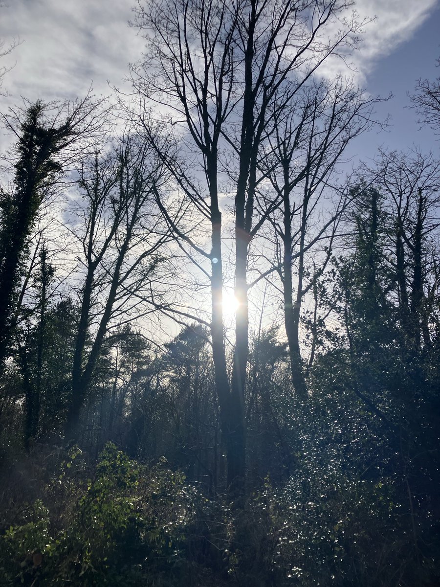robbeorn's tweet image. Sun splitting the trees #Belfast