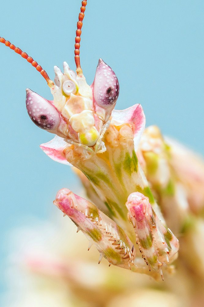 daily gangle !! tweet media