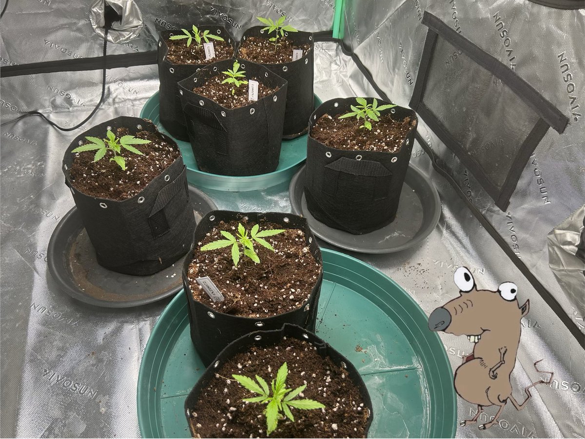 Scratchy Rat Seeds tweet media