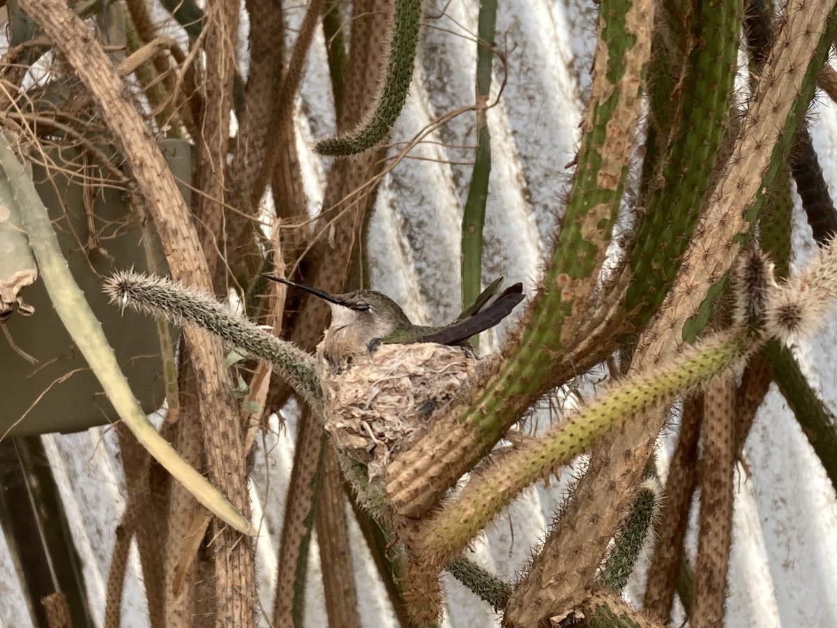 timfritschel's tweet image. #DailyPictureTheme #Gentle