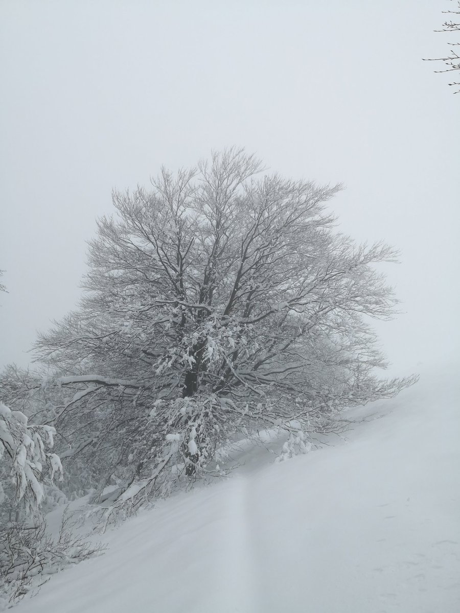 Francesc Pujol 🇺🇦 tweet media