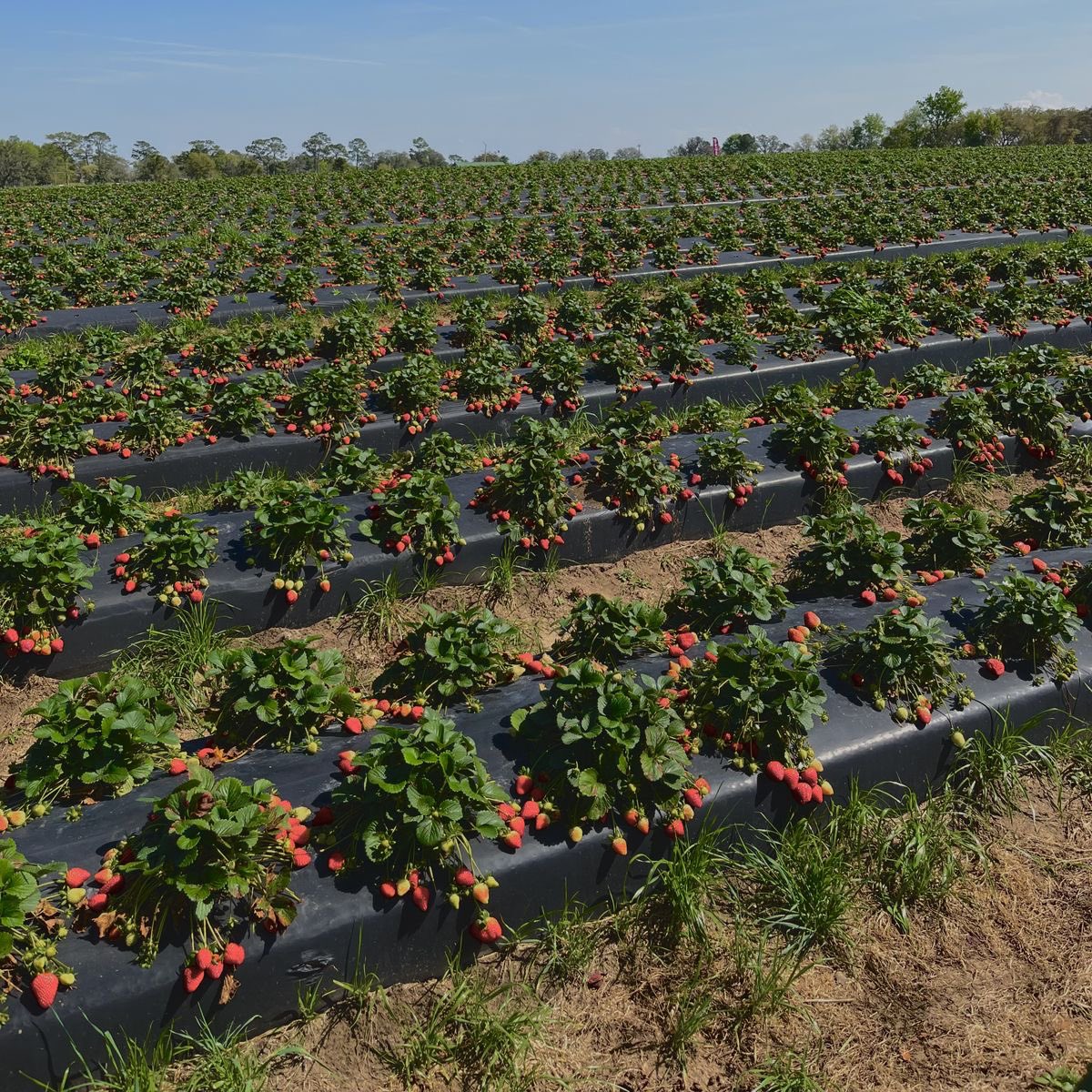 ⠀ 
𝓘t’s that time of year!! Mayumi has officially opened up her strawberry patch. Everyone can come to pick strawberries and enjoy the warm weather.
⠀