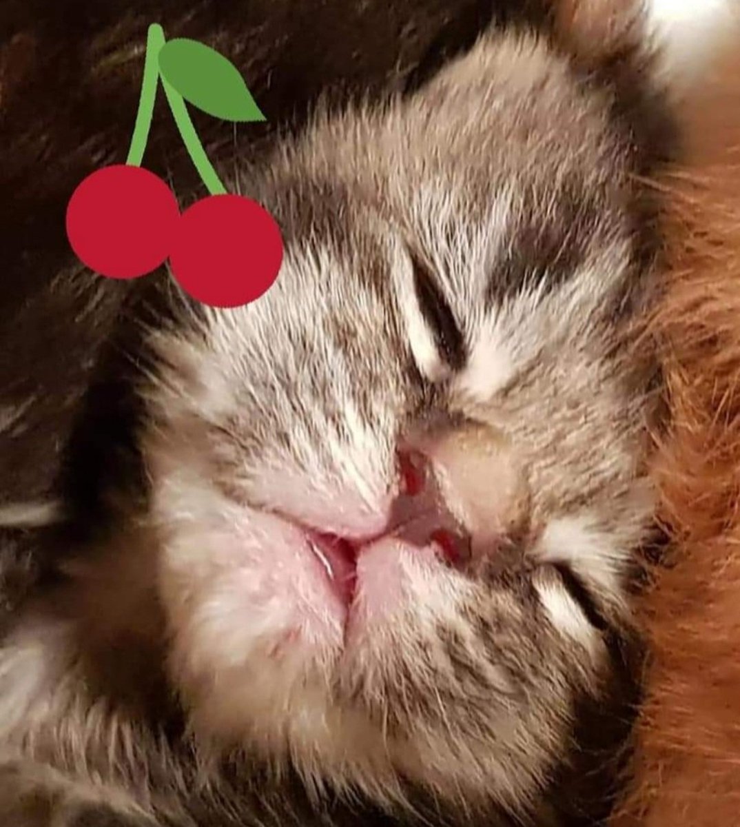 Roo Irvine tweet media