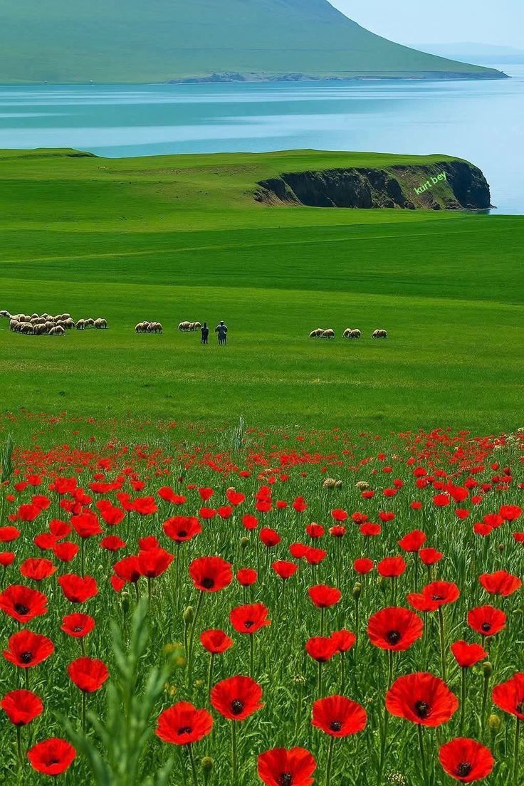 Sara niazi tweet media