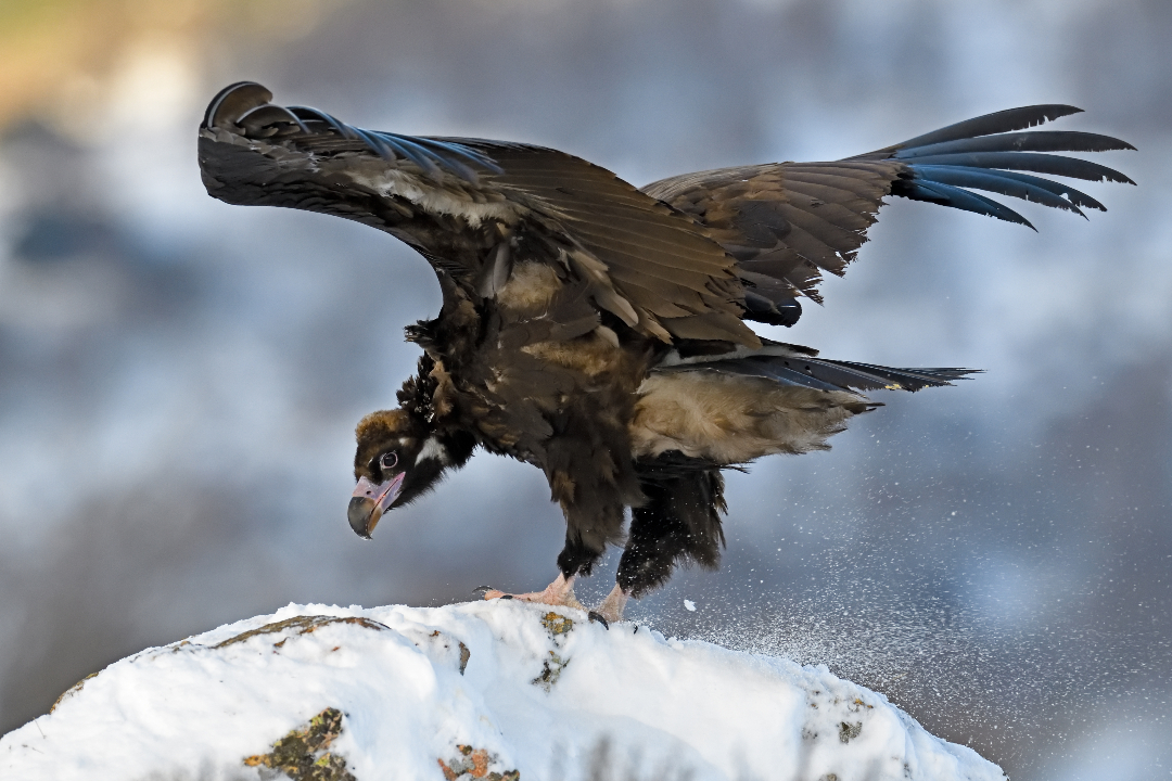 Fundación Biodiversidad tweet media
