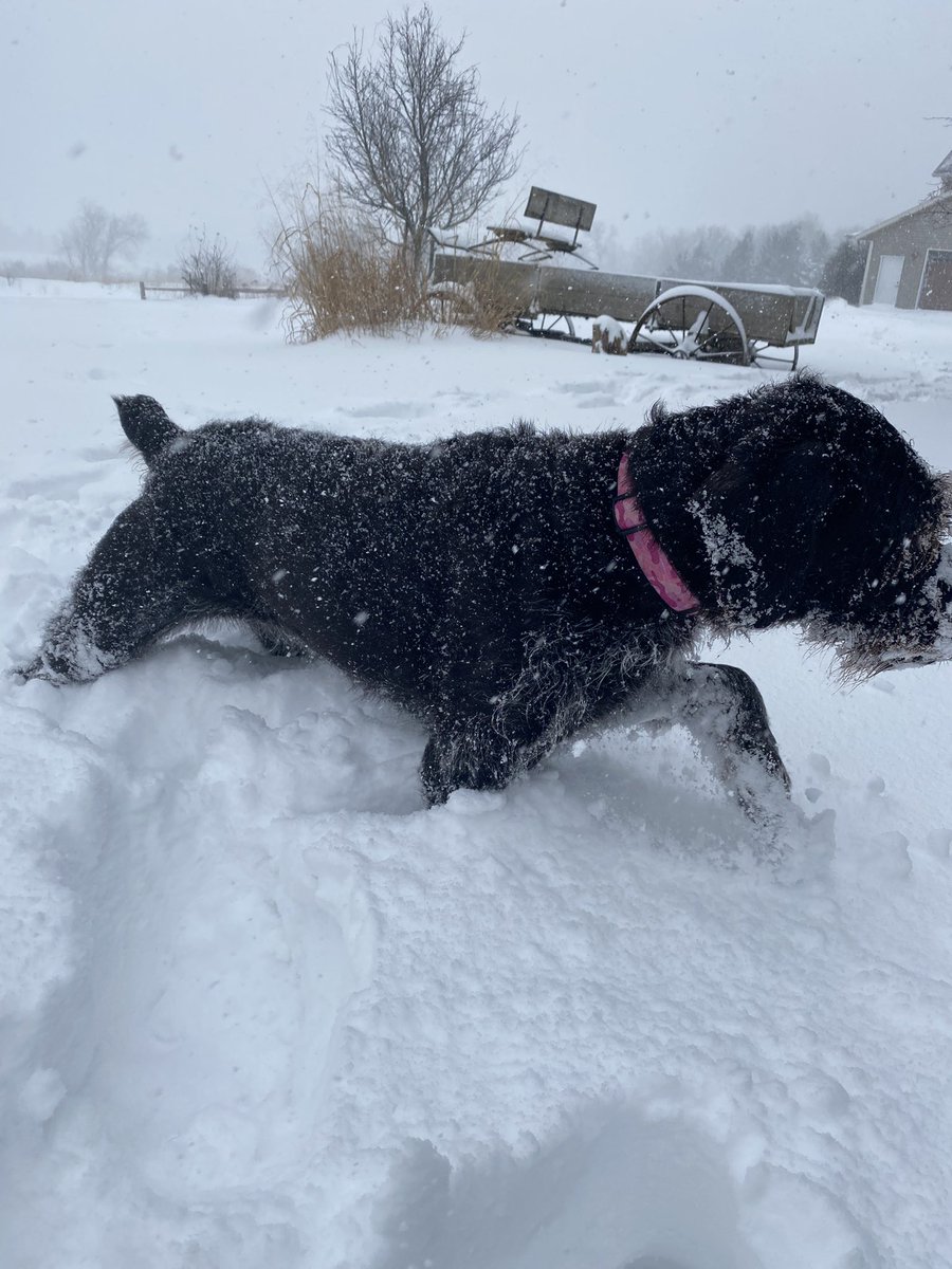 pdblaskowski's tweet photo. @outdoorswi1 Belly deep and coming hard https://t.co/iF3UY3vKmV