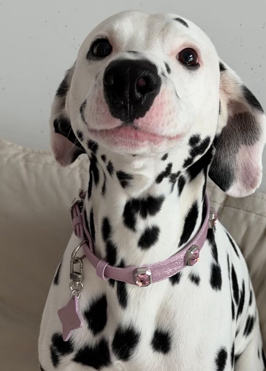 💖 (@twaniimals) on Twitter photo 