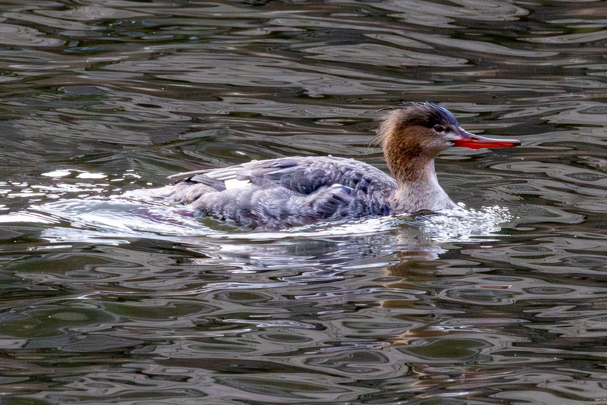 🦦Wild New York🐺 tweet media