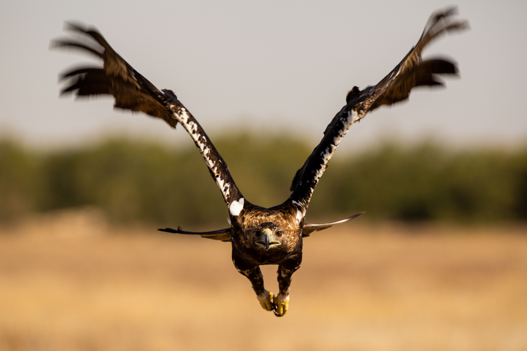 Fundación Biodiversidad tweet media