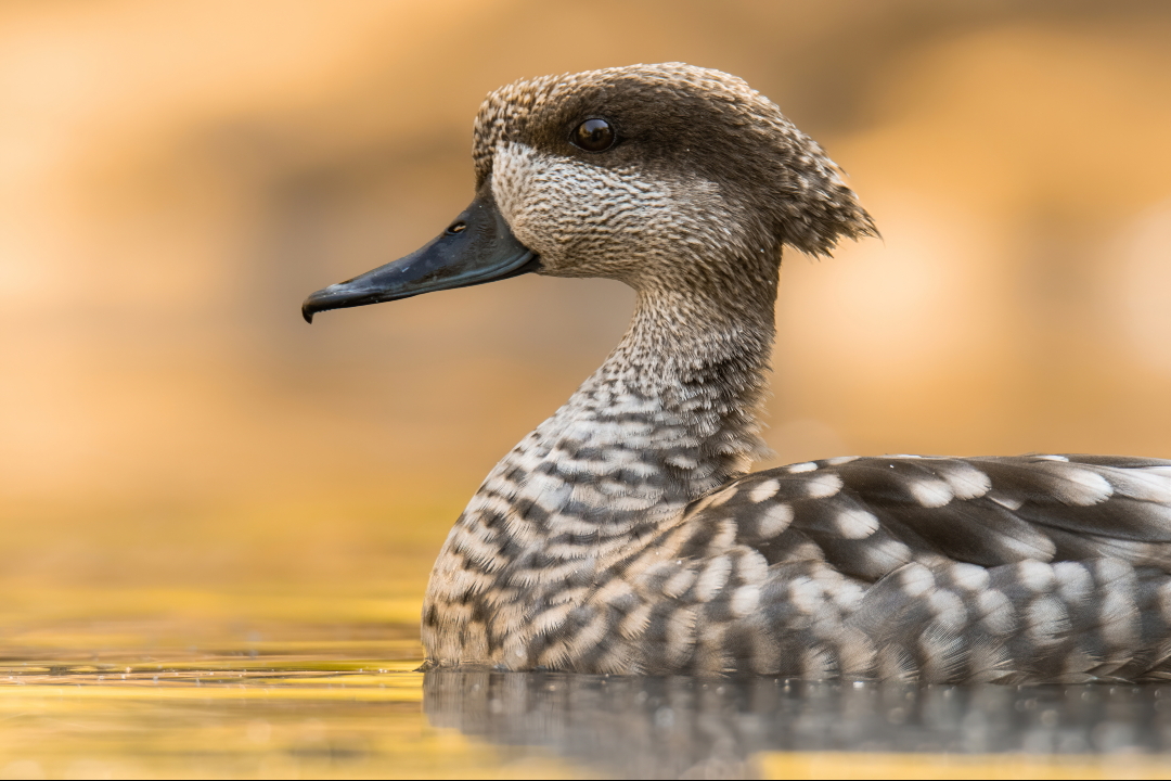 Fundación Biodiversidad tweet media
