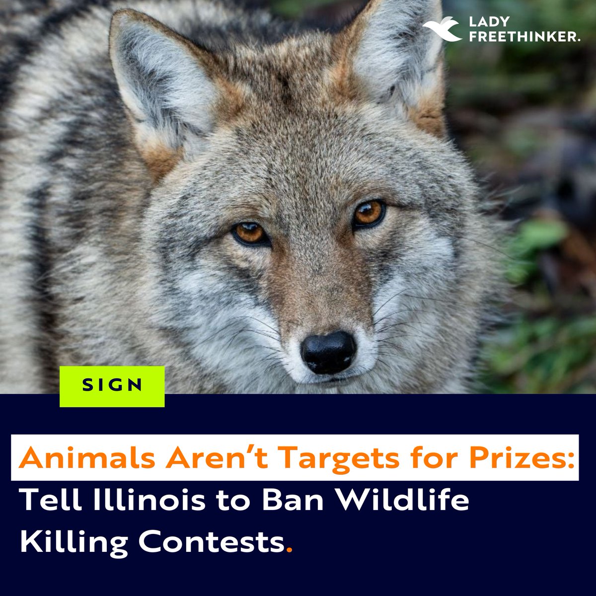 Lady Freethinker tweet media