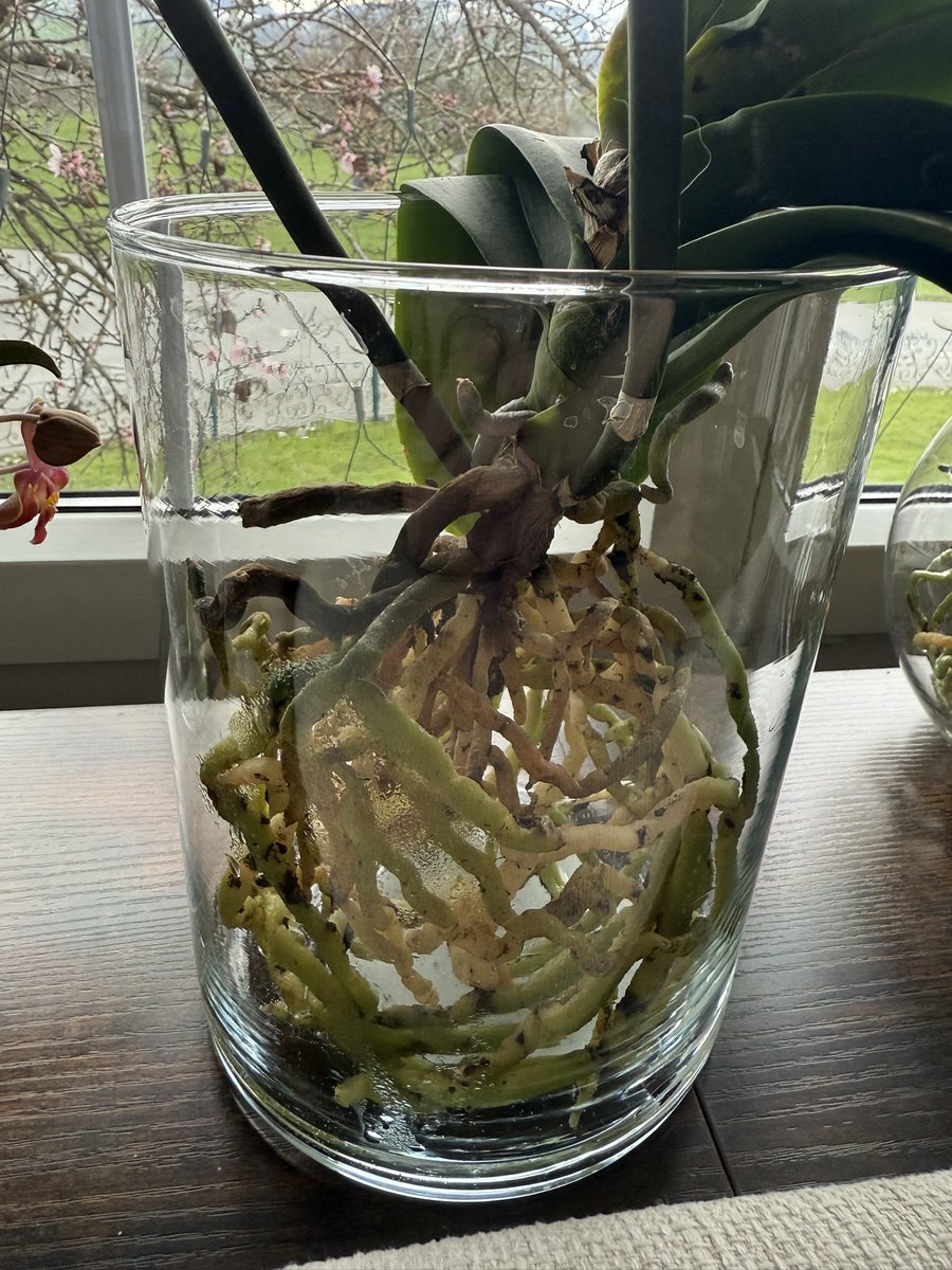 Miss Ivchen tweet media