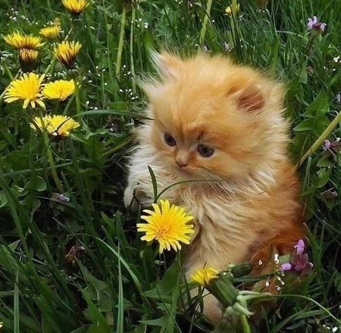 smol silly cat tweet media