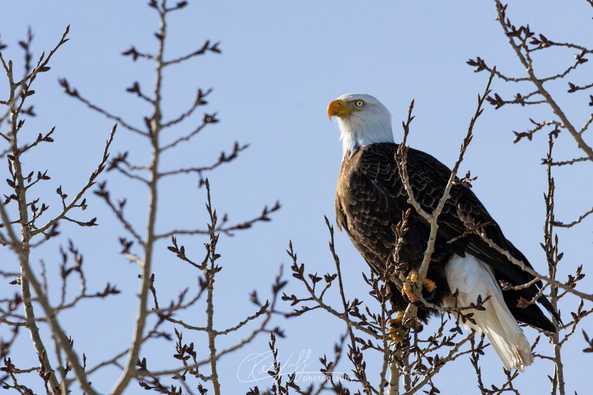 Chris Ratzlaff 🇨🇦🌾🏔️ tweet media