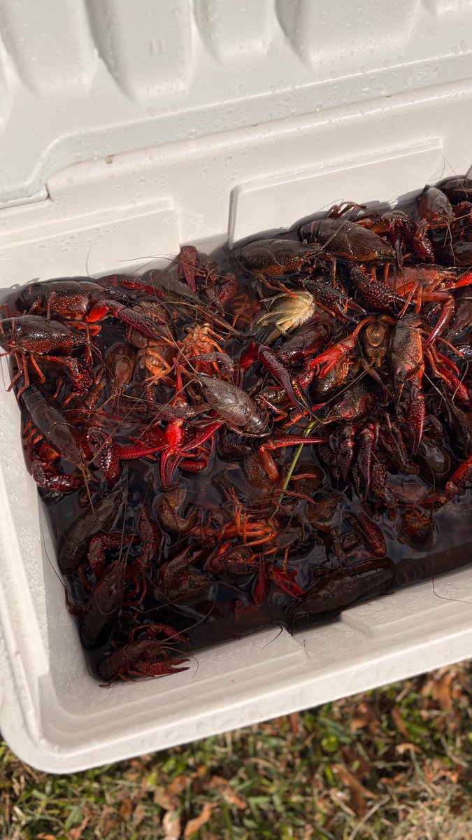 The Food Alchemist Kirsti👩🏽‍🍳✨ tweet media