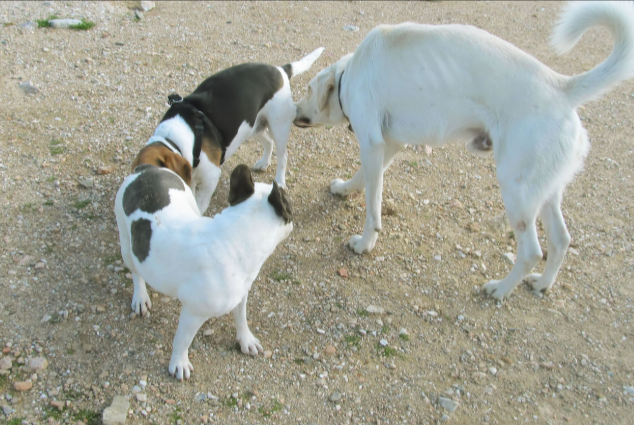 Eduardo Suárez tweet media