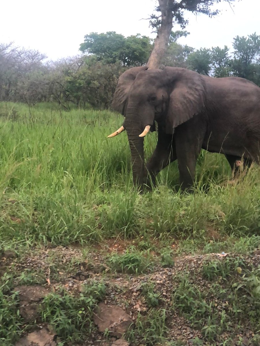 joyomumbejja's tweet image. How do you chase away financial stress?? @MurchisonPark
Is the answer on my side,the place is surrounded by green environment, designed with amazing african elephants which always keeps asmile on my health cheeks , come and discover more #GoldenPosts #UWA
