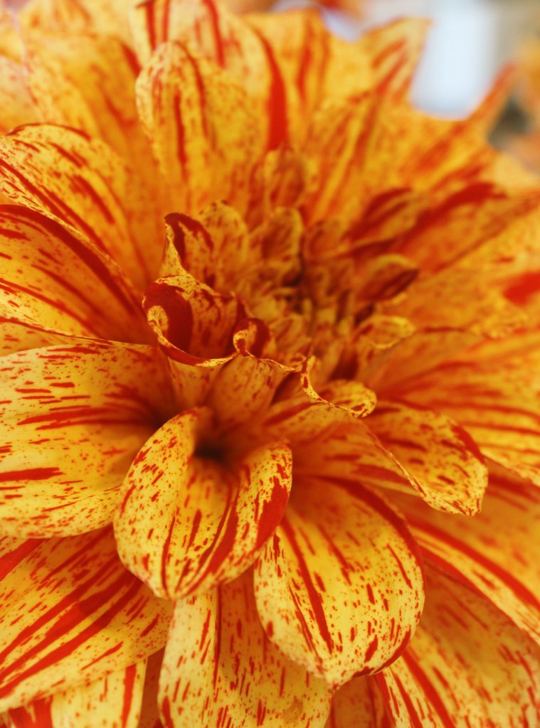 GardenOpus tweet media