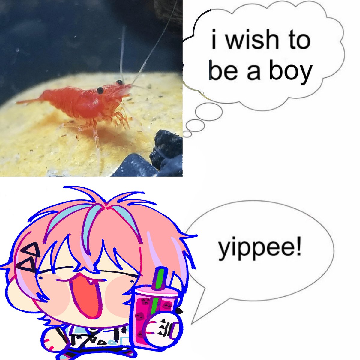 Otoharu Riyo 🎤🦐 @ VOICE SYNTH RELEASE! tweet media