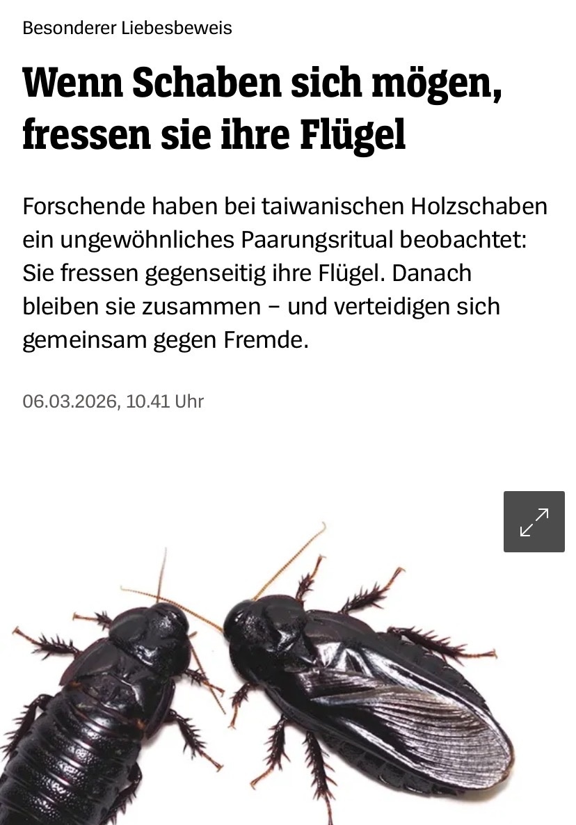 Ich esse JZ AnAs Flügel