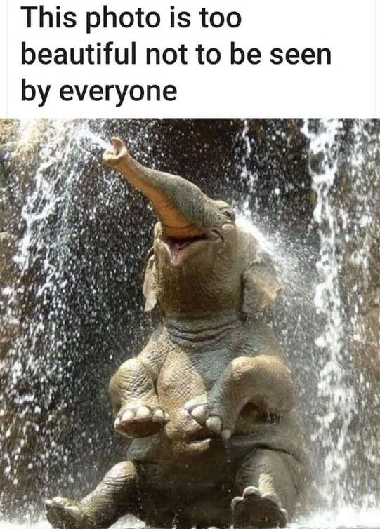 WholesomeMemes tweet media