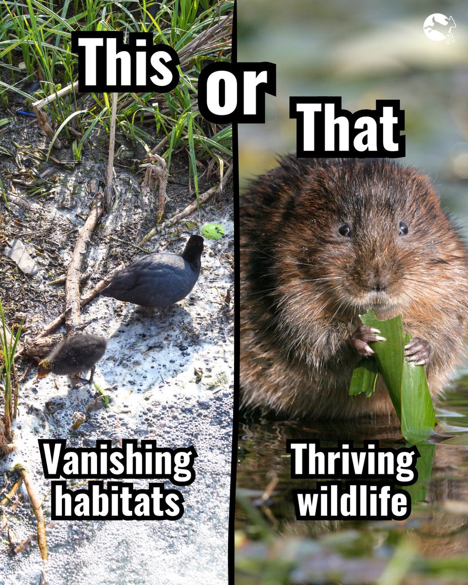 Compassion in World Farming UK tweet media