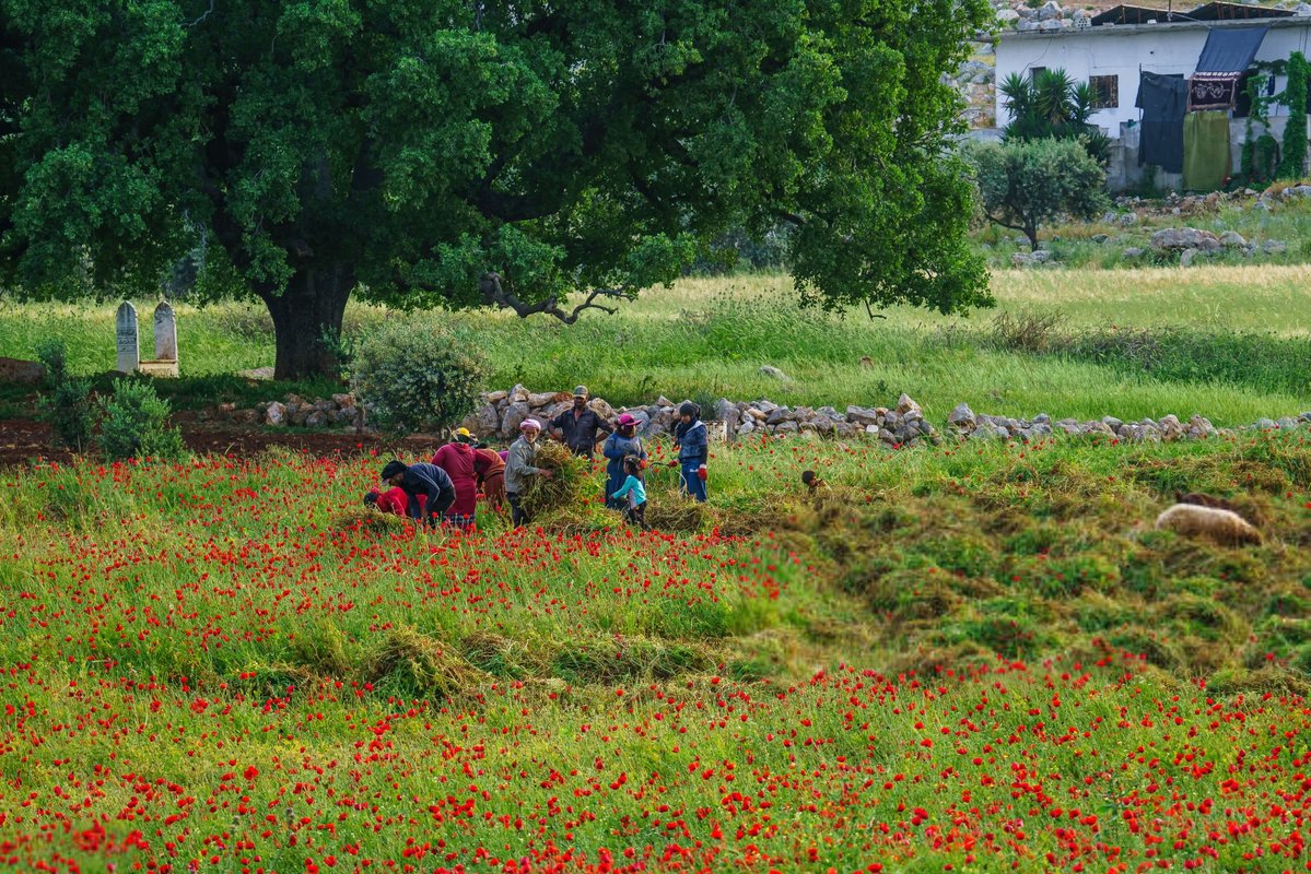 Syria Visual tweet media