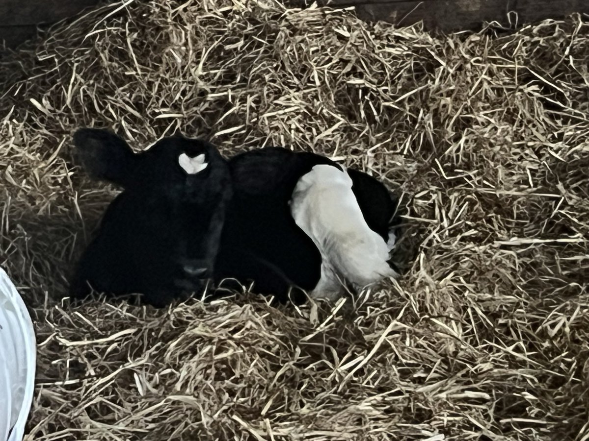 Allen Horrod tweet media