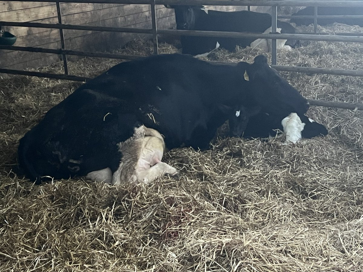 Allen Horrod tweet media