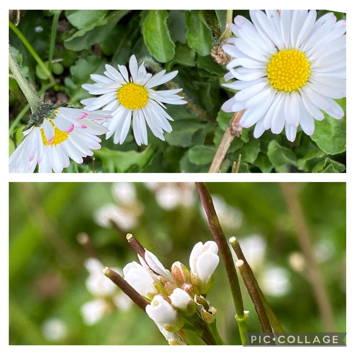 Daisy and Hairy Bittercress for #wildflowerhour #whiteflowers challenge. <a href="/BSBIbotany/">BSBI: Botanical Society of Britain & Ireland</a> <a href="/wildflower_hour/">wildflowerhour</a>