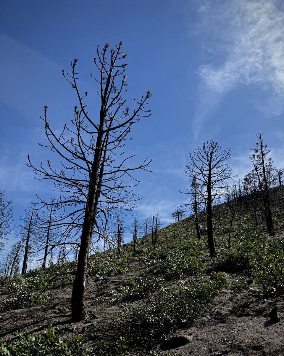 Bronze Goat tweet media