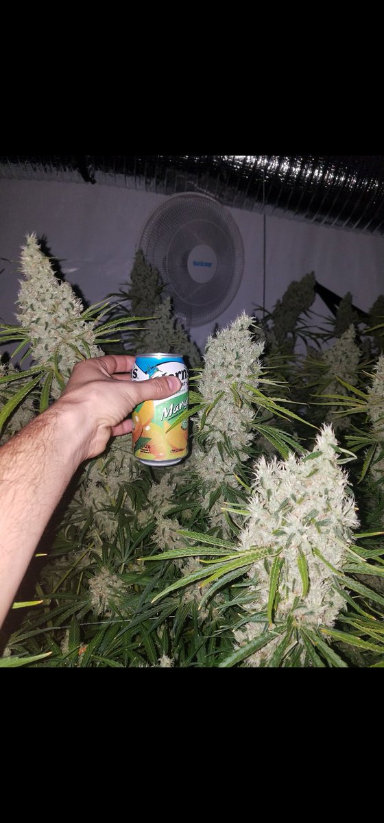 PiXiE STiX tweet media