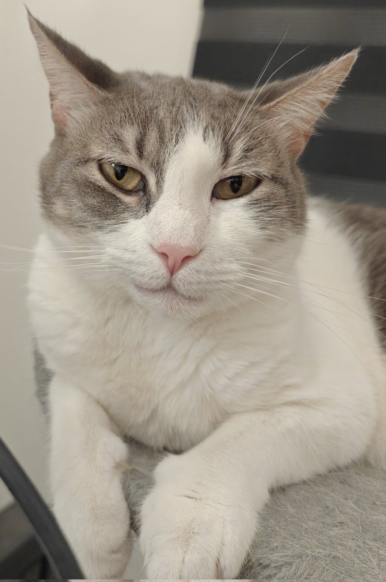 CristianGhost tweet media