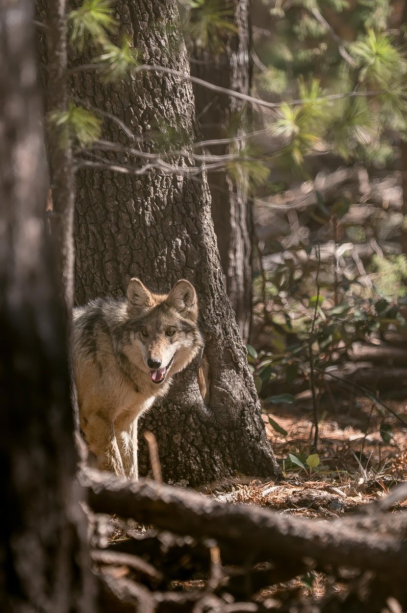 Esteban Villegas V. tweet media