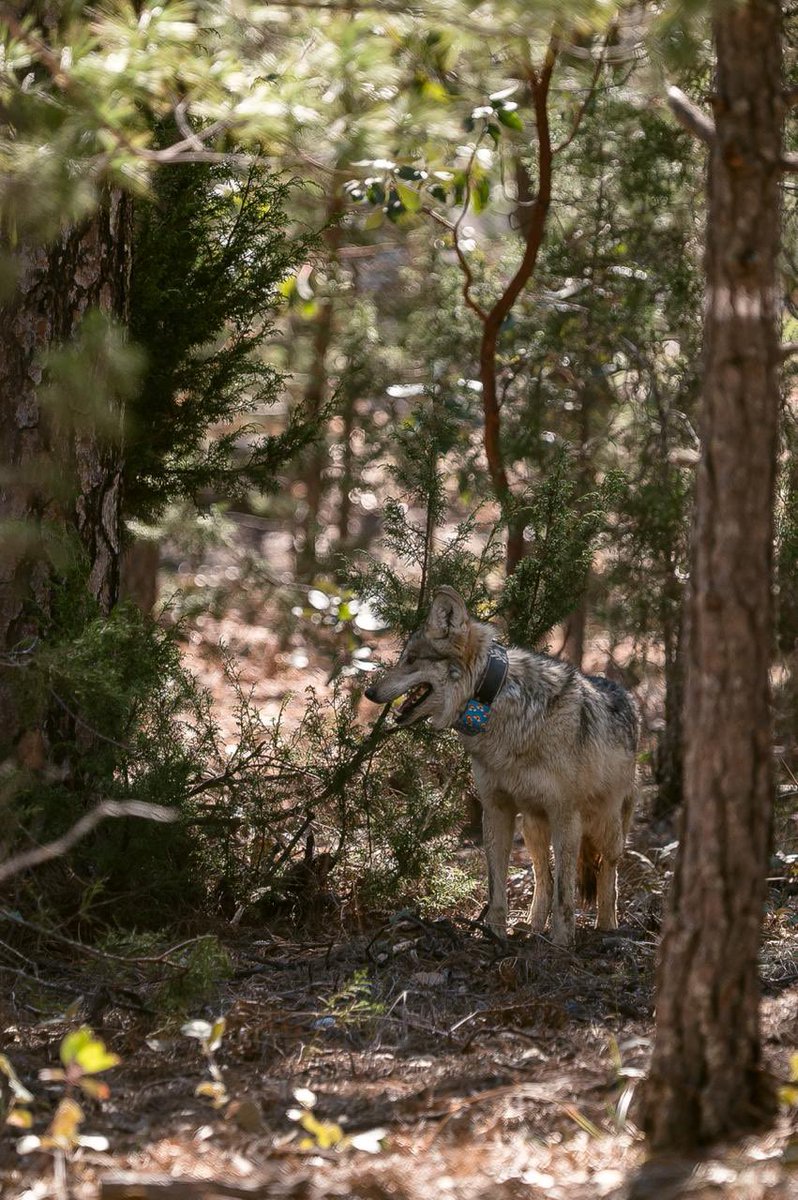 Esteban Villegas V. tweet media